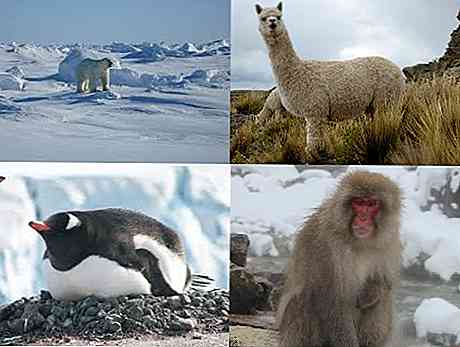10 animaux par temps froid et leurs caractéristiques