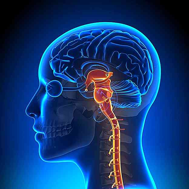 Fonctions, parties et anatomie du tronc cérébral (avec images)
