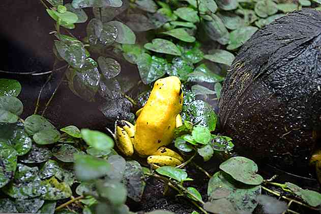 10 animale în pericol de dispariție în Columbia