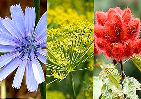 10 Plantas Medicinais Extraordinárias da Guatemala