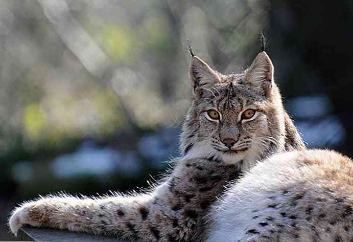 25 animaux incroyables qui vivent dans la forêt