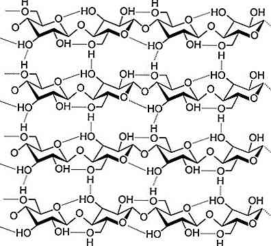 5 Beispiele für die wichtigsten Polysaccharide