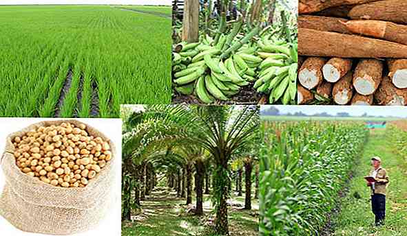 Agricoltura della regione di Orinoquía 8 prodotti principali
