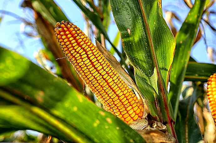 Alimente prehispanice din Mexic Aridoamérica și Mesoamerica