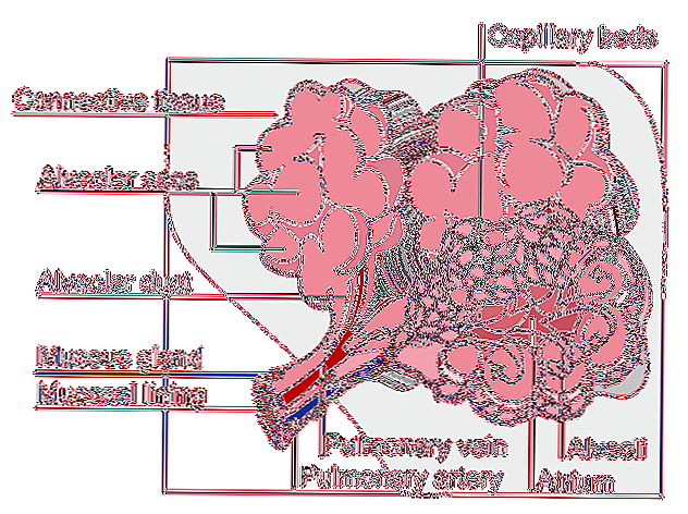 Alveólos Pulmonares Caracteristici, funcții, Anatomie