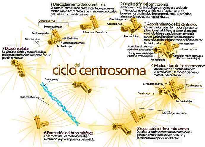 Funções e estrutura do centrossomo