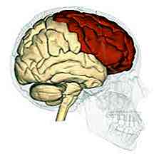 Fonctions et parties du cerveau humain (avec images)