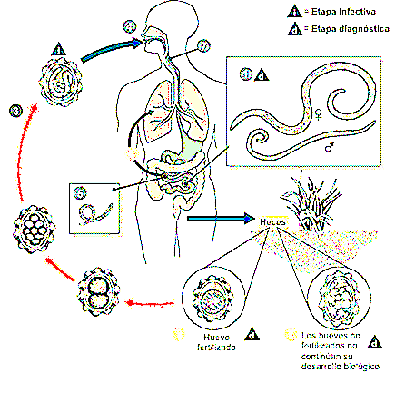 Ciclo vitale di Ascaris Lumbricoides Le 7 fasi principali