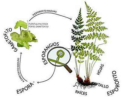 Fern Life Cycle Le 7 fasi principali