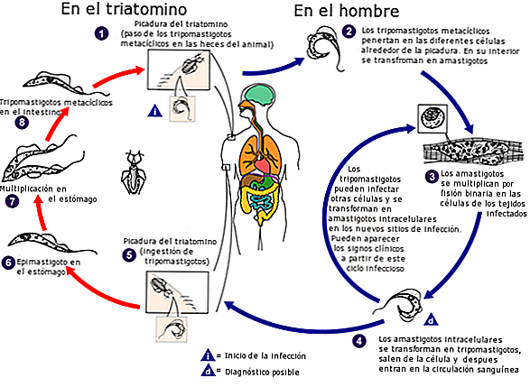 Ciclo de Vida do Trypanosoma Cruzi As 8 Principais Fases