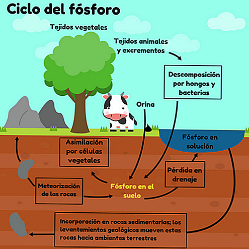 Fases do Ciclo do Fósforo e Importância