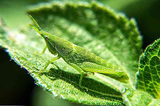 Qual é o campo de estudo da biologia?