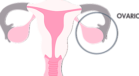 Qual è la funzione delle ovaie?