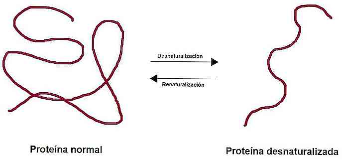 Denaturierung von Proteinen Faktoren, die es verursachen und Konsequenzen