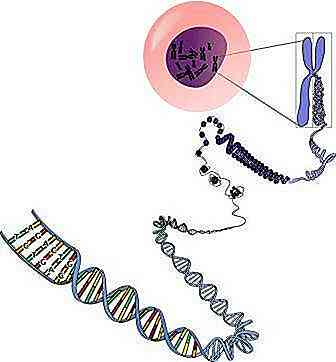 Dov'è il DNA?