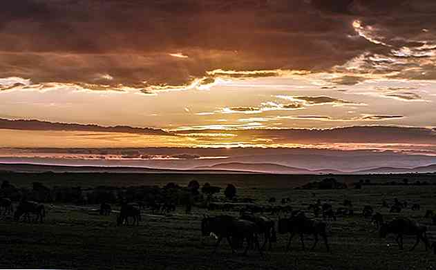 Caratteristiche principali dell'ecosistema Savanna