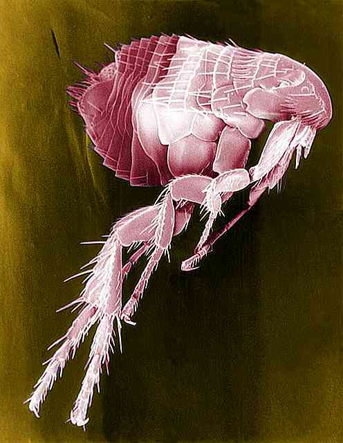 Caratteristiche, tipi ed esempi di ectoparassiti