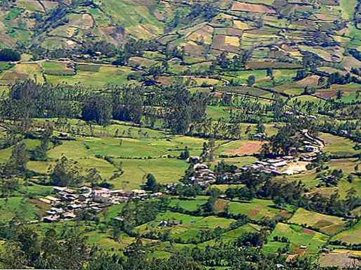 Flora di Cajamarca Le caratteristiche più importanti