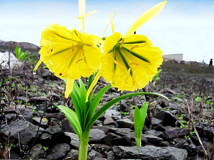 Flora of Lima Most Representative Plants