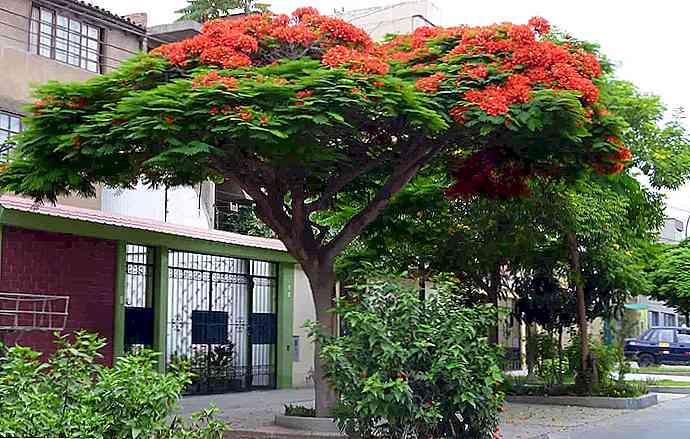 Flora of Piura Altre piante rappresentative