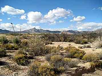 Flora e fauna della Baja California Sur Specie principale