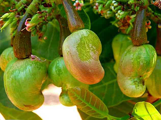 Flora e fauna del Brasile Caratteristiche più rilevanti