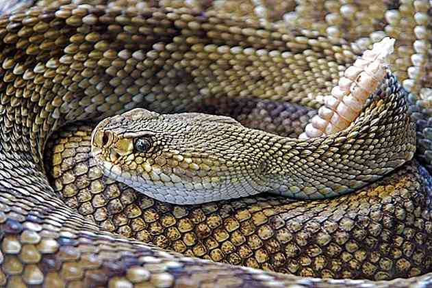 Flora e fauna di chihuahua Caratteristiche più eccezionali