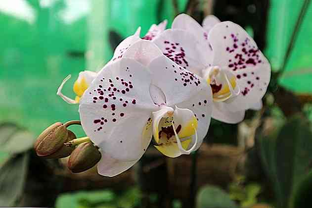 Punti culminanti della flora e della fauna di Città del Messico