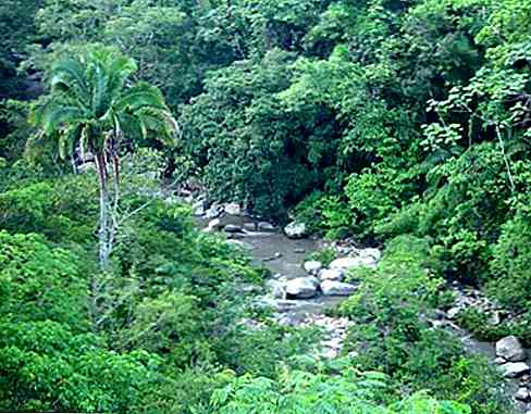 Flora and Fauna of Jalisco Caratteristiche principali