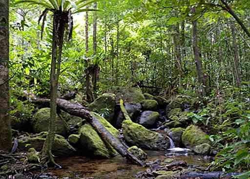 Want Puno Walnut Flora și fauna din speciile tropicale ale pădurilor tropicale | Thpanorama  - Acum deveniți mai buni