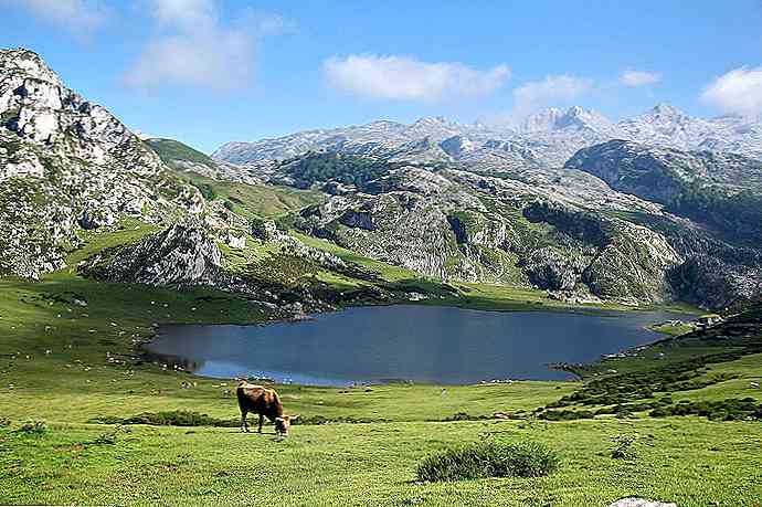 Flora e fauna delle specie rappresentative della Sierra dell'Ecuador