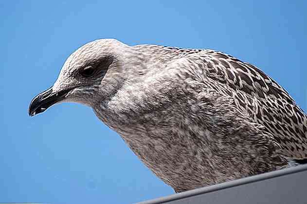 Flora e Fauna delle Isole Falkland Caratteristiche principali