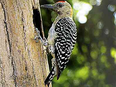 Flora e Fauna di Nuevo Leon Specie Principale