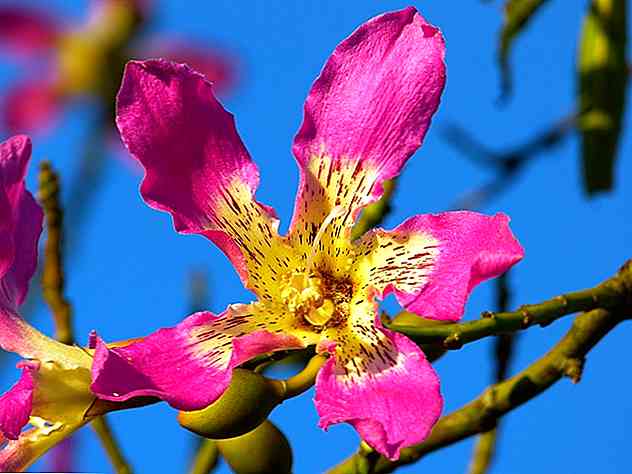 Flora e fauna di Oaxaca Le caratteristiche più eccezionali