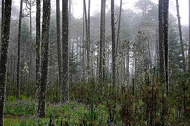 Caractéristiques de la forêt, activité au Mexique