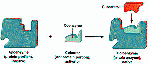 Caractéristiques des holoenzymes, fonctions et exemples