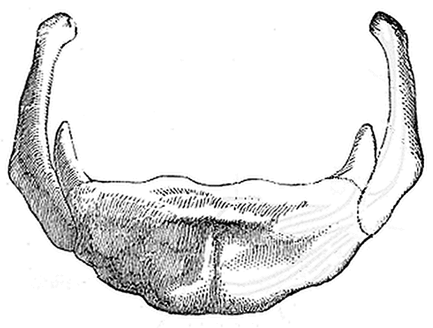 Fonctions, maladies et fractures possibles des os hyoïdes