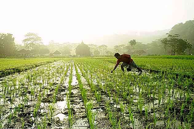 Les 5 applications les plus importantes de la biologie en agriculture