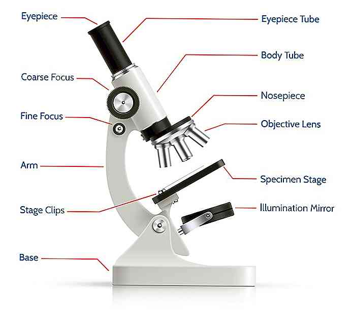 speak Pathological Classroom Părțile din microscopul optic și funcțiile acestuia | Thpanorama - Acum  deveniți mai buni