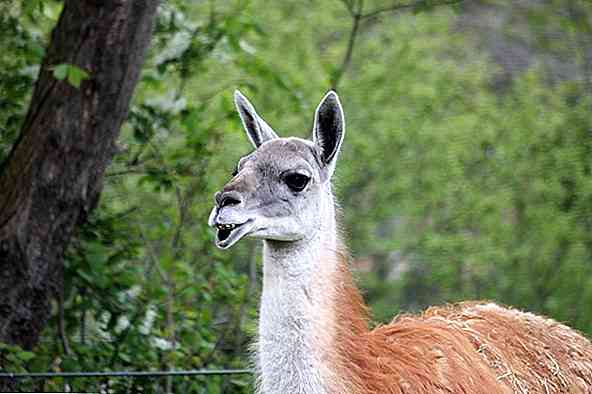 Les 10 animaux de l'Argentine plus représentatifs