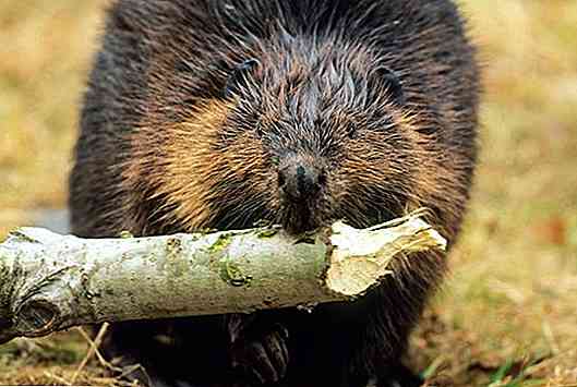 Les 10 animaux les plus représentatifs du Canada