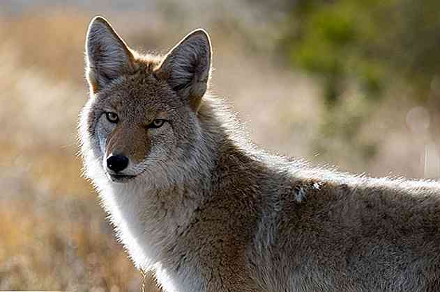 Les 10 plus importants animaux du désert mexicain