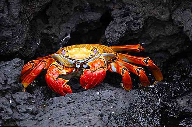 Les 20 animaux d'eau salée les plus importants