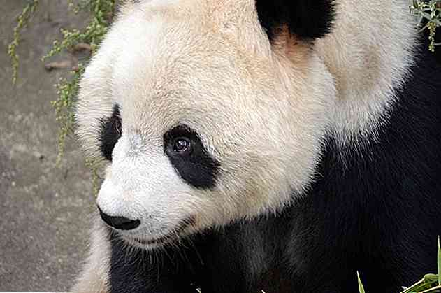 Les 20 meilleurs animaux chinois