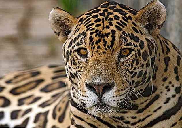 Les 20 animaux colombiens les plus remarquables