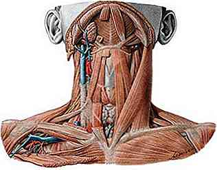 Les 4 muscles suprahyoïdiens et leurs fonctions