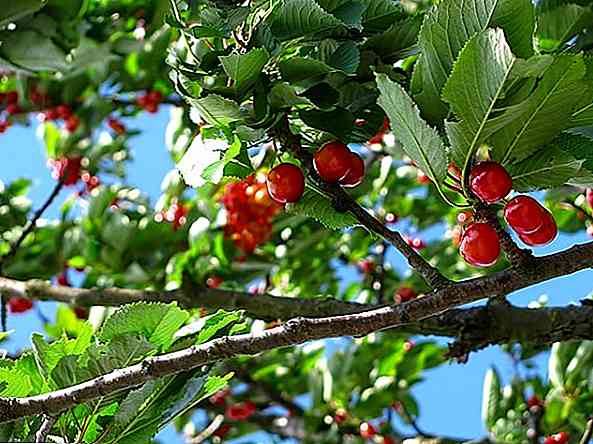 I 5 più importanti tipi di frutticoltura