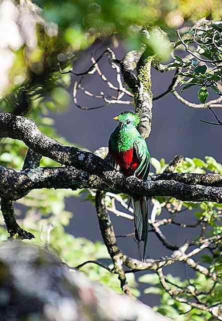 Le 6 risorse naturali più importanti di Puebla