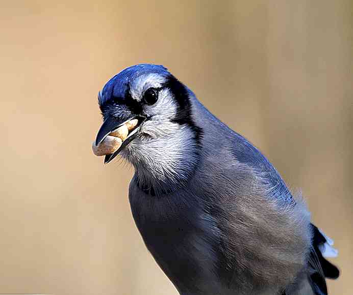 Les 8 animaux qui commencent par U les plus pertinents