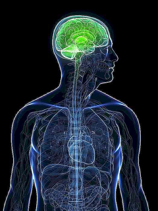 Caratteristiche del fluido cerebrospinale, funzioni, circolazione